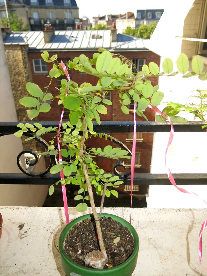 Robinia seedling in august 2017.