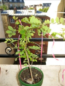 Robinia seedling in august 2017.