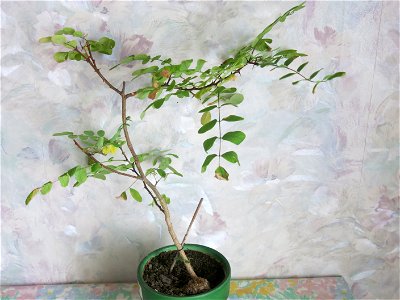 Robinia seedling in october 2017.
