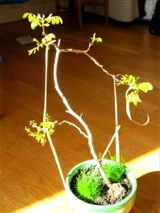 Robinia seedling in april 2018.