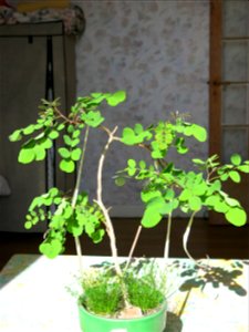 Robinia seedling in april 2018.