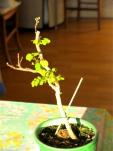 Robinia seedling in october 2018.