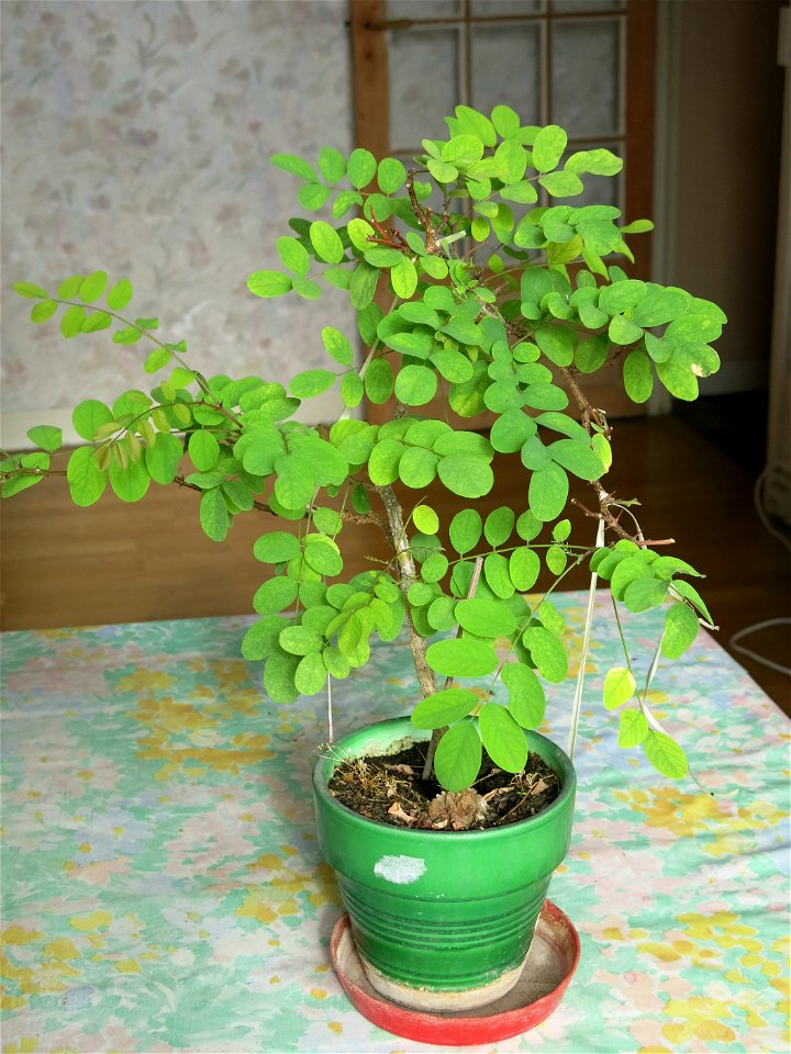 Robinia seedling in april 2018.