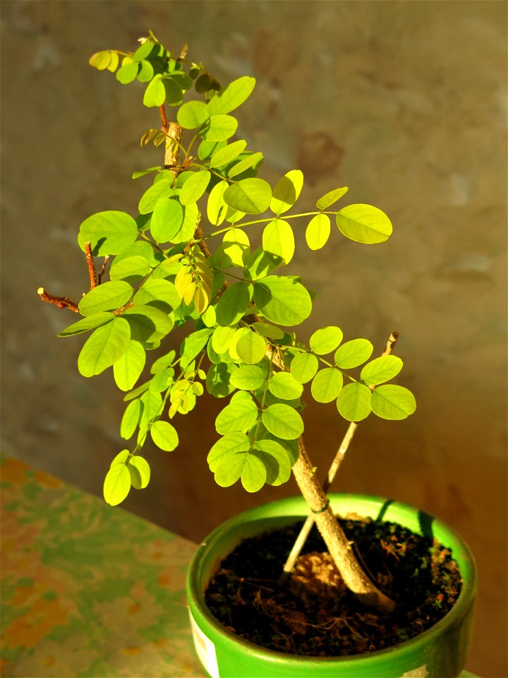 Robinia seedling in october 2018.
