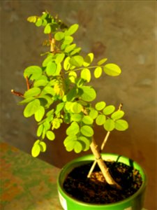 Robinia seedling in october 2018.