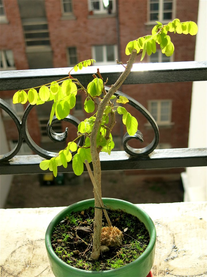 Robinia seedling in november 2018.