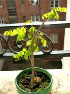 Robinia seedling in november 2018.