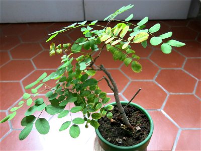 Robinia seedling.