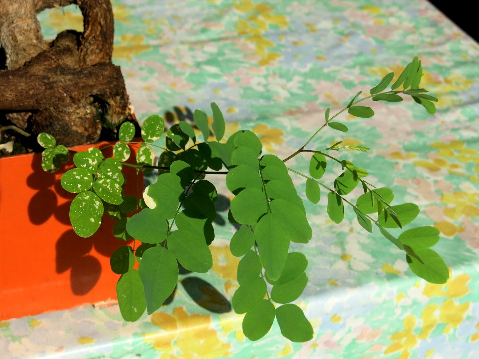 New Robinia seedling.