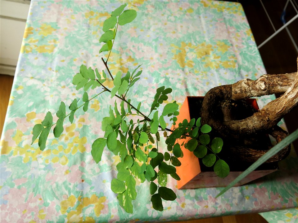 New Robinia seedling.