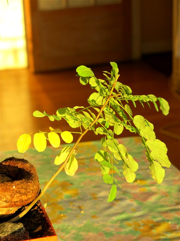 New Robinia seedling.