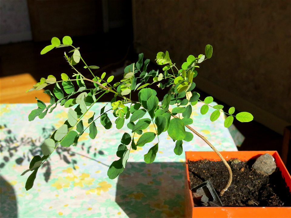 New Robinia seedling.