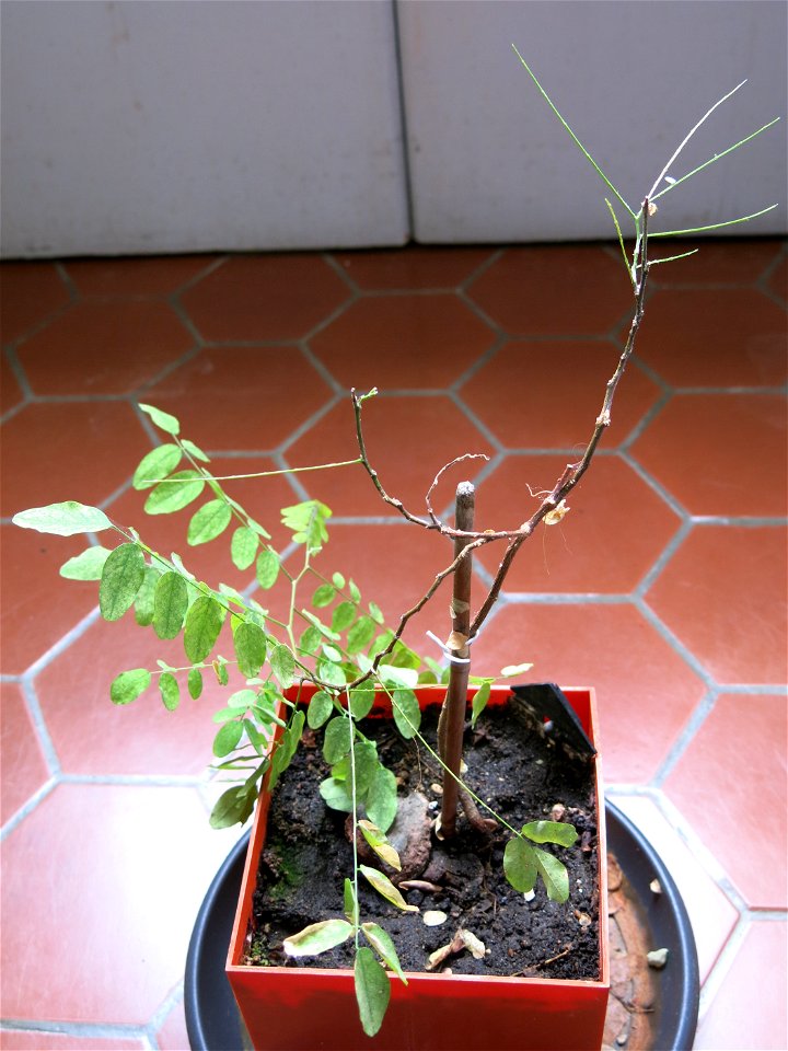 New Robinia seedling.