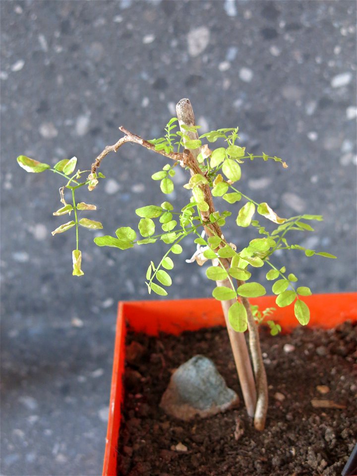 New Robinia seedling.
