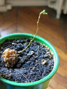 Robinia seedling seems to turn green at end of april.