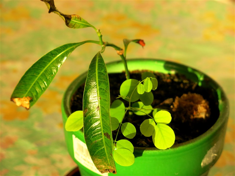 Details of germinated mango (Mangifera indica). After 4 months in water and 5 in pot. A seed of robinia probably brought by birds germinated in the pot !