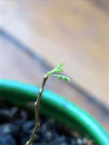 Robinia seedling seems to turn green at end of april.