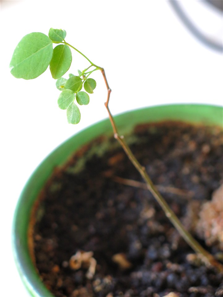 Robinia seedling turns green at beginning of may.