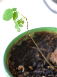 Robinia seedling turns green at beginning of may.