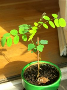 Robinia seedling at end of may.