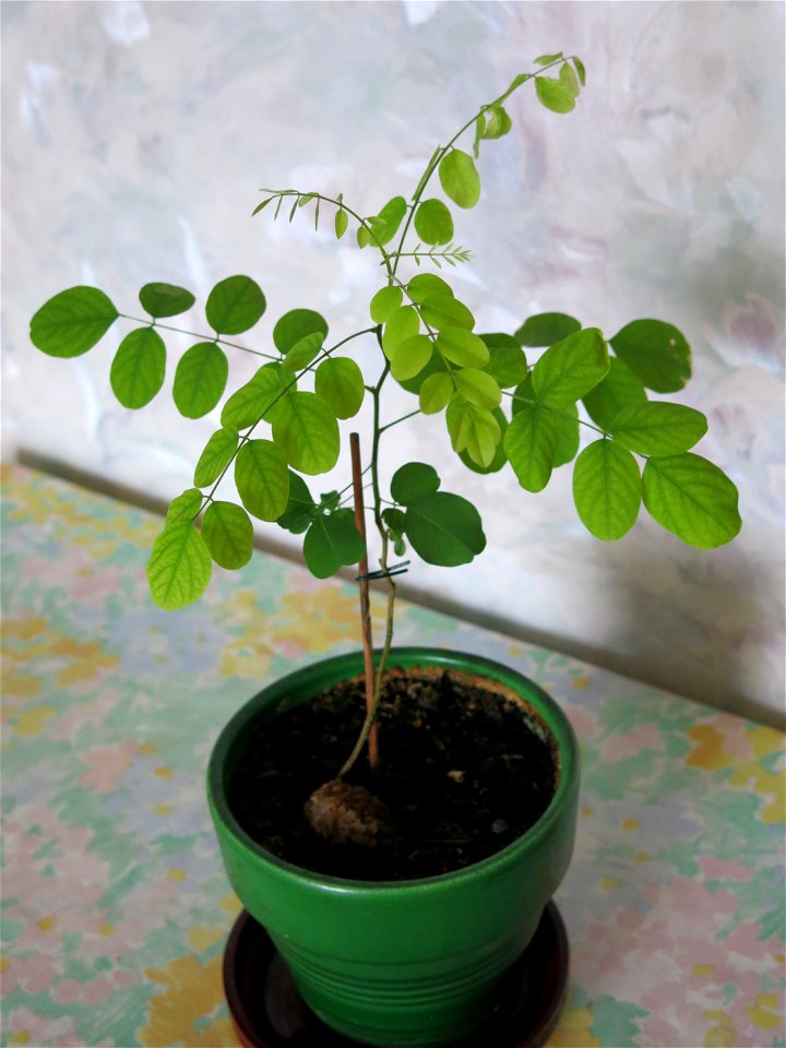 Robinia seedling at beginning of june.