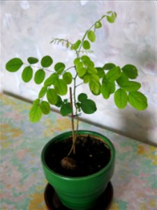 Robinia seedling at beginning of june.
