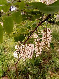 Image title: White acacia flowering
Image from Public domain images website, http://www.public-domain-image.com/full-image/flora-plants-public-domain-images-pictures/trees-public-domain-images-picture