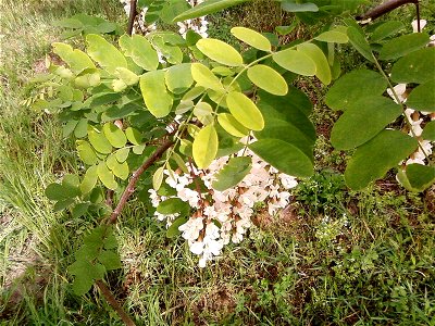 Image title: White acacia flowers in green leaves
Image from Public domain images website, http://www.public-domain-image.com/full-image/flora-plants-public-domain-images-pictures/trees-public-domain-