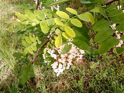 Image title: White acacia flowers in green leaves Image from Public domain images website, http://www.public-domain-image.com/full-image/flora-plants-public-domain-images-pictures/trees-public-domain- photo