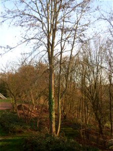 Amerikanische Gleditschie (Gleditsia triacanthos) am Winterberg in Saarbrücken