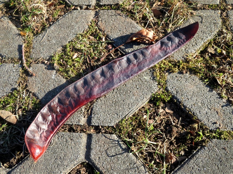Amerikanische Gleditschie (Gleditsia triacanthos) am Ludwigsplatz in Saarbrücken