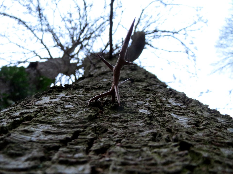 Amerikanische Gleditschie (Gleditsia triacanthos) am Winterberg in Saarbrücken
