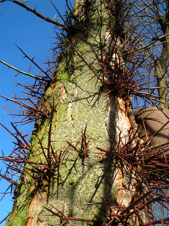 Amerikanische Gleditschie (Gleditsia triacanthos) am Ludwigsplatz in Saarbrücken
