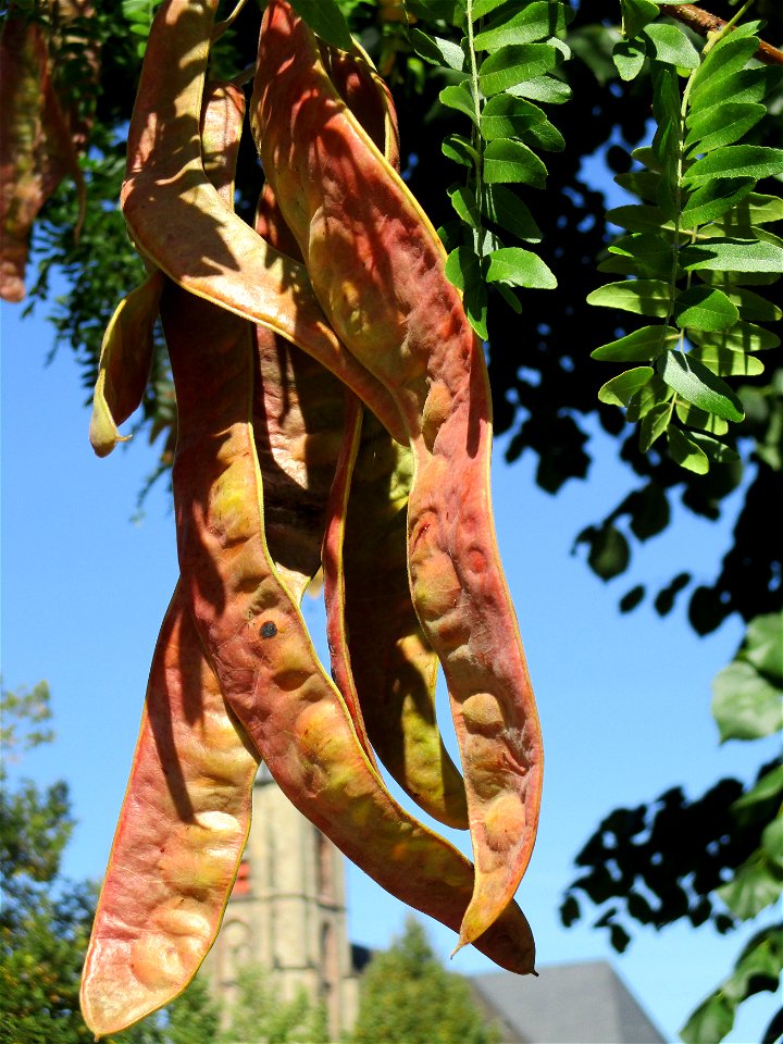 Amerikanische Gleditschie (Gleditsia triacanthos) am Ludwigsplatz in Saarbrücken