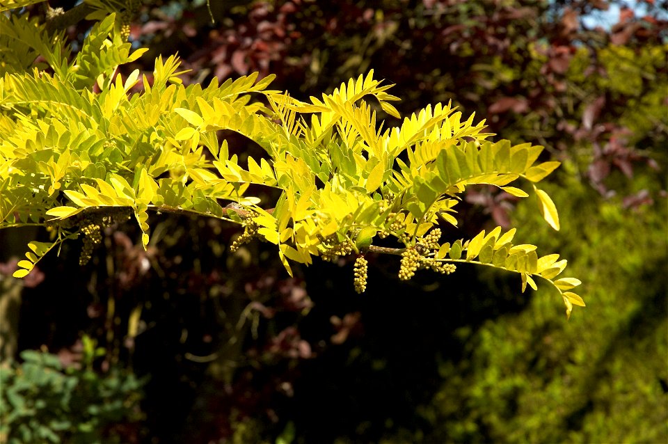Gleditsia triacanthos ‘Sunburst’
Nederlands:  goudbladige valse christusdoorn