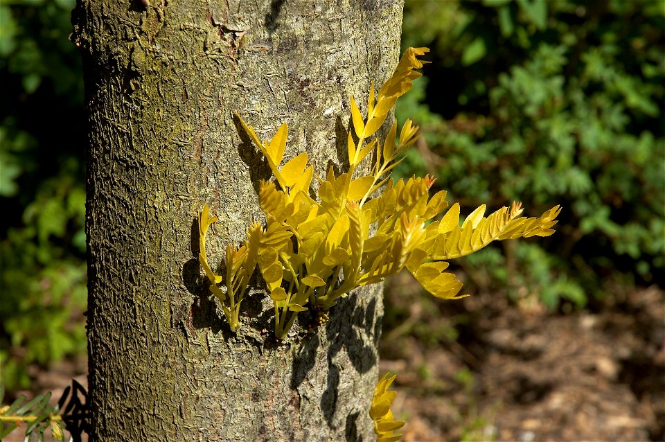 Gleditsia triacanthos ‘Sunburst’
Nederlands:  goudbladige valse christusdoorn
