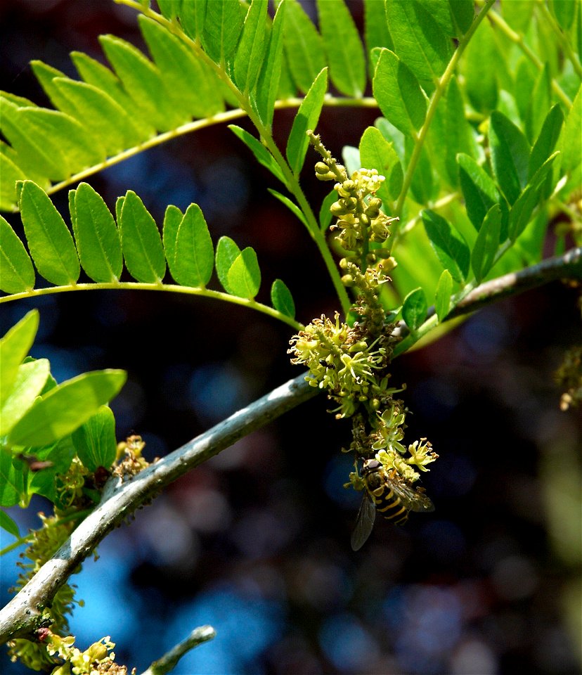 Gleditsia triacanthos ‘Sunburst’
Nederlands:  goudbladige valse christusdoorn