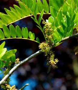 Gleditsia triacanthos ‘Sunburst’ Nederlands: goudbladige valse christusdoorn photo