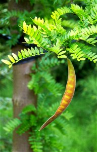 Fruit of Gleditsia triacanthos ‘Sunburst’ photo