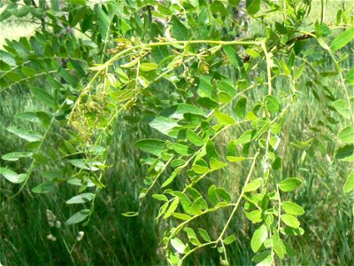 Leaves of the Thornless Honey Locust photo