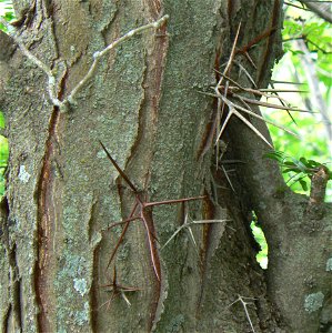 Bark and thorns of the Honey Locust photo
