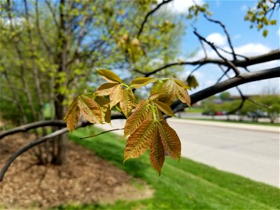 Chadwick Arboretum and Learning Gardens Arboretum North The Ohio State University Columbus, Ohio photo