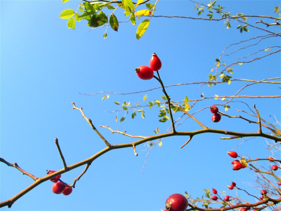Hagebutten der Hunds-Rose (Rosa canina) in einer Feldhecke bei Reilingen