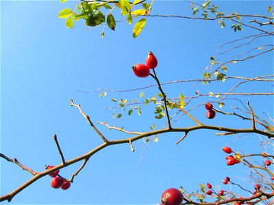Hagebutten der Hunds-Rose (Rosa canina) in einer Feldhecke bei Reilingen
