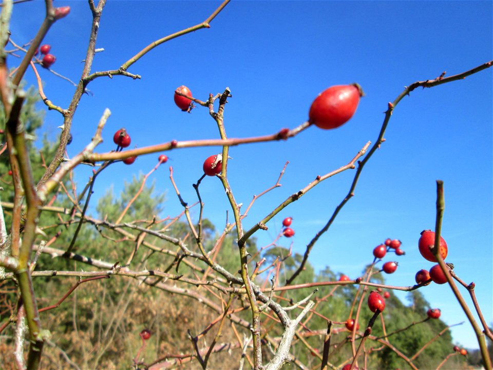 Hunds-Rose (Rosa canina) in der Schwetzinger Hardt