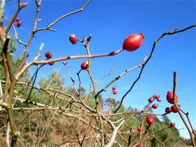 Hunds-Rose (Rosa canina) in der Schwetzinger Hardt