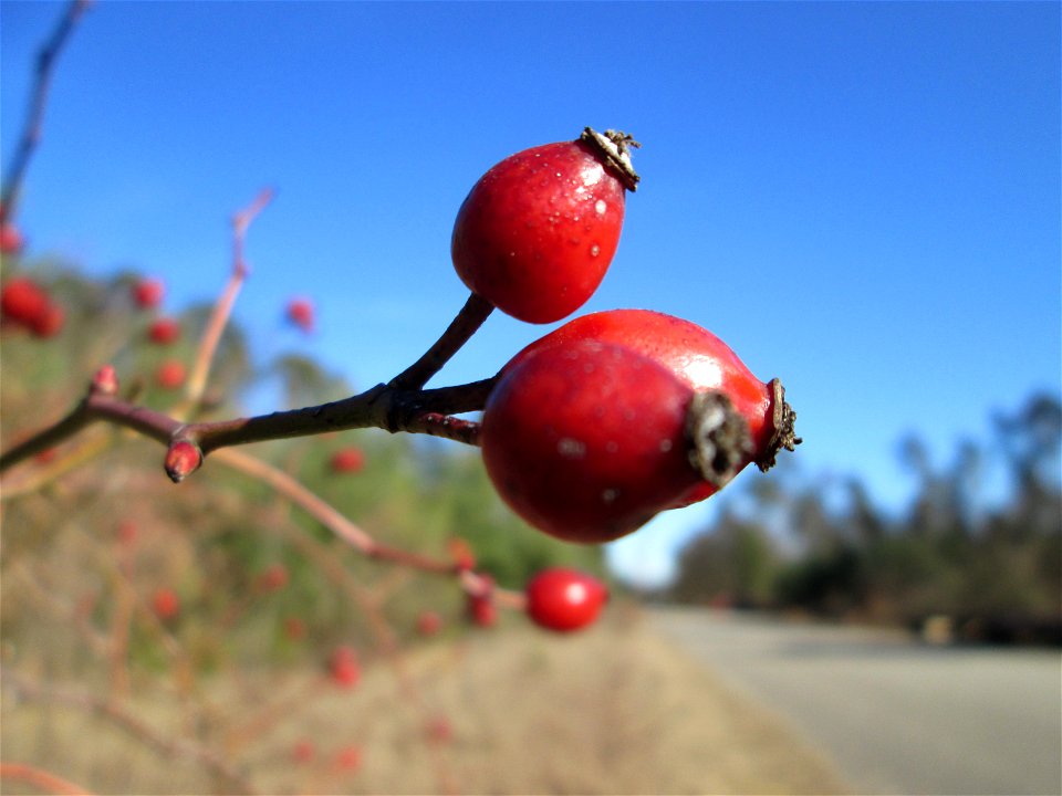 Hunds-Rose (Rosa canina) in der Schwetzinger Hardt