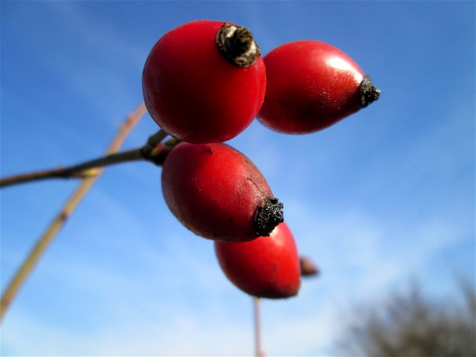 Hagebutten der Hunds-Rose (Rosa canina) bei Reilingen