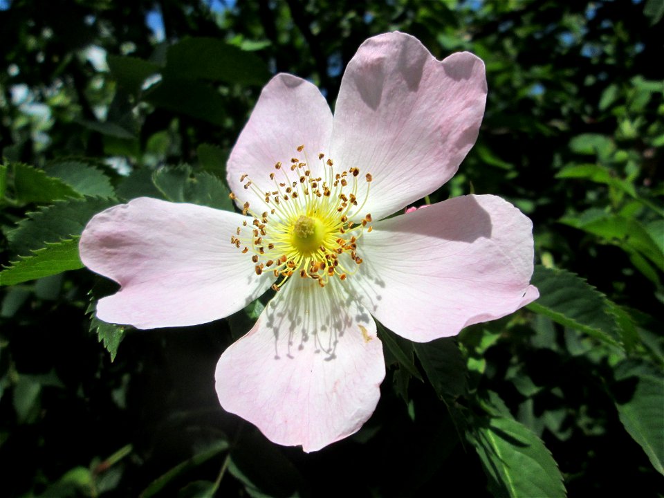 Blüte der Hunds-Rose (Rosa canina) in Hockenheim
