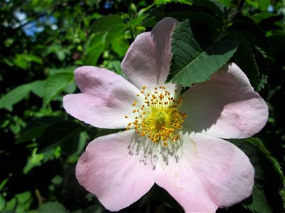 Blüte der Hunds-Rose (Rosa canina) in Hockenheim